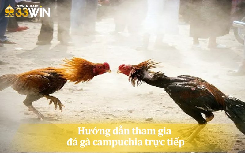 Hướng dẫn kê thủ cách  tham gia đá gà campuchia