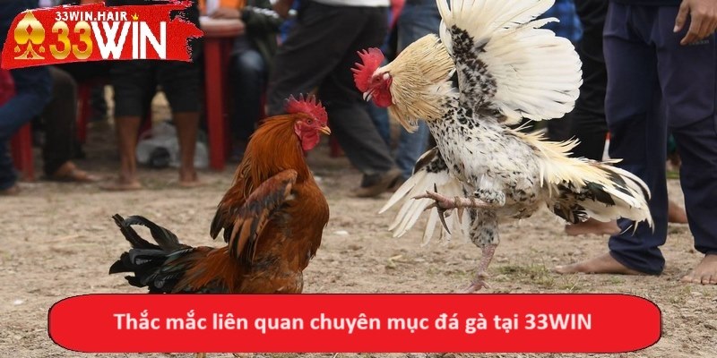 Thắc mắc liên quan chuyên mục đá gà tại 33WIN