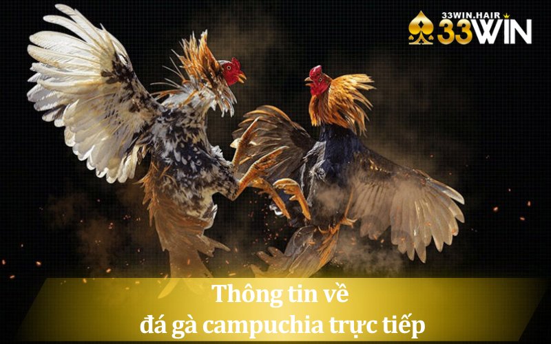 Tìm hiểu thông tin về đá gà campuchia trực tiếp